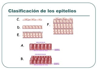 Clasificación de los epitelios
 