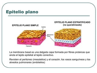 Epitelio plano
EPITELIO PLANO SIMPLE
EPITELIO PLANO ESTRATIFICADO
(no queratinizado)
La membrana basal es una delgada capa formada por fibras proteicas que
ancla el tejido epitelial al tejido conectivo.
Revisten el peritoneo (mesotelios) y el corazón, los vasos sanguíneos y los
alveolos pulmonares (endotelios)
 