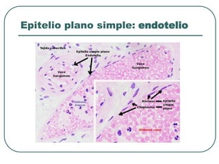 Epitelio plano simple: endotelio
 