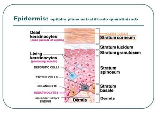 Epidermis: epitelio plano estratificado queratinizado
 