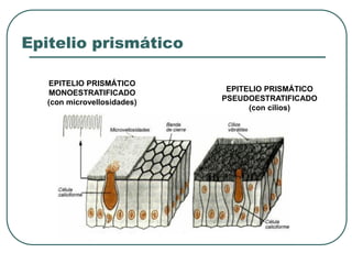 Epitelio prismático
EPITELIO PRISMÁTICO
MONOESTRATIFICADO
(con microvellosidades)
EPITELIO PRISMÁTICO
PSEUDOESTRATIFICADO
(con cilios)
 