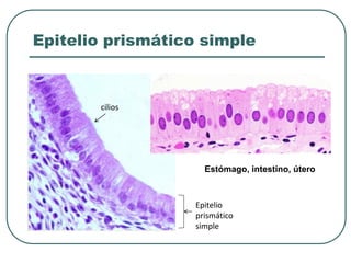 Epitelio prismático simple
cilios
Epitelio
prismático
simple
Estómago, intestino, útero
 