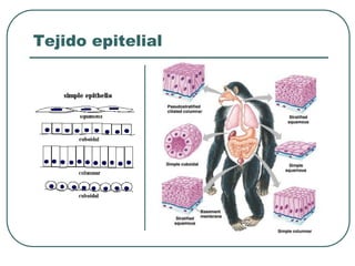 Tejido epitelial
 