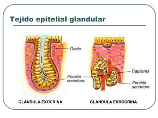 GLÁNDULA EXOCRINA GLÁNDULA ENDOCRINA
Tejido epitelial glandular
 
