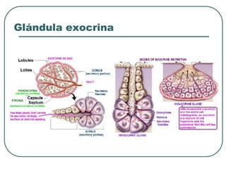 Glándula exocrina
 