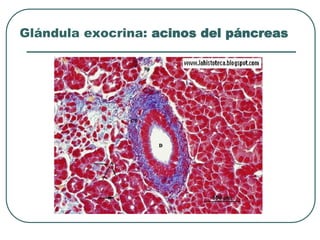 Glándula exocrina: acinos del páncreas
 