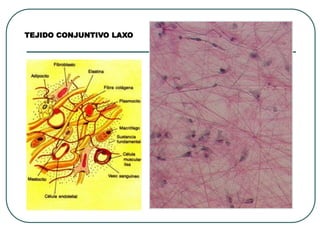 TEJIDO CONJUNTIVO LAXO
 