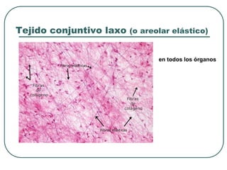 Tejido conjuntivo laxo (o areolar elástico)
en todos los órganos
 