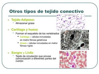 Otros tipos de tejido conectivo
⚫ Tejido Adiposo:
• Almacenar grasa
⚫ Cartílago y hueso
• Forman el esqueleto de los vertebrados
• Cartílago – células incrustadas
en matriz fibrosa gelatinosa
• Hueso – células incrustadas en matriz
fibrosa rígida
⚫ Sangre y Linfa:
• Tejido de circulación que provee
comunicación a diferentes partes del
cuerpo
 