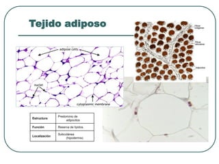 Tejido adiposo
Estructura
Predominio de
adipocitos
Función Reserva de lípidos.
Localización
Subcutánea
(hipodermis)
 