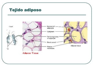 Tejido adiposo
 