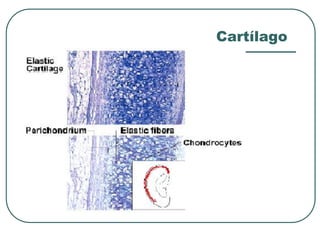 Cartílago
 