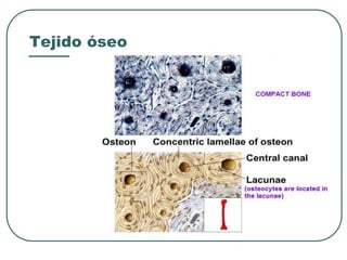 Tejido óseo
 