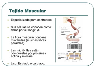 Tejido Muscular
⚫ Especializado para contraerse.
⚫ Sus células se conocen como
fibras por su longitud.
⚫ La fibra muscular contiene
miofibrillas (muchas fibras
paralelas).
⚫ Las miofibrillas están
compuestas por proteínas
actina y miosina.
⚫ Liso, Estriado o cardiaco.
 