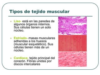 Tipos de tejido muscular
⚫ Liso- está en las paredes de
algunos órganos internos.
Sus células tienen un solo
núcleo.
⚫ Estriado- masas musculares
adheridas a los huesos
(muscular esquelético). Sus
células tienen más de un
núcleo.
⚫ Cardíaco- tejido principal del
corazón. Fibras unidas por
discos intercalares
 