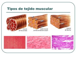Tipos de tejido muscular
 