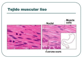 Tejido muscular liso
 