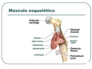 Músculo esquelético
 