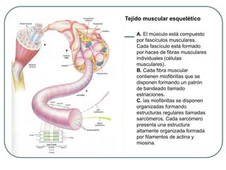 Tejido muscular esquelético
A. El músculo está compuesto
por fascículos musculares.
Cada fascículo está formado
por haces de fibras musculares
individuales (células
musculares).
B. Cada fibra muscular
contienen miofibrillas que se
disponen formando un patrón
de bandeado llamado
estriaciones.
C. las miofibrillas se disponen
organizadas formando
estructuras regulares llamadas
sarcómeros. Cada sarcómero
presenta una estructura
altamente organizada formada
por filamentos de actina y
miosina.
 