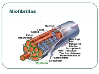 Miofibrillas
 