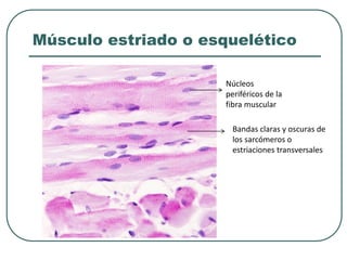 Músculo estriado o esquelético
Núcleos
periféricos de la
fibra muscular
Bandas claras y oscuras de
los sarcómeros o
estriaciones transversales
 