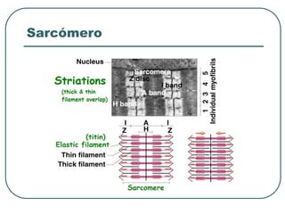 Sarcómero
 