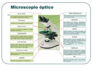 Microscopio óptico
 