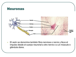 Neuronas
⚫ El axón se denomina también fibra nerviosa o nervio y lleva el
impulso desde el cuerpo neuronal a otro nervio o a un músculo o
glándula diana.
 