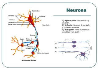 Neurona
a) Bipolar: tiene una dendrita y
un axón.
b) Unipolar: tiene un único axón
y no tiene dendritas.
c) Multipolar: Tiene numerosas
dendritas y un axón.
A
B
C
 