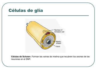 Células de Schawn. Forman las vainas de mielina que recubren los axones de las
neuronas en el SNP.
Células de glía
 
