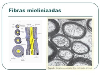 Fibras mielinizadas
 