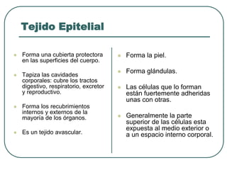 Tejido Epitelial
⚫ Forma una cubierta protectora
en las superficies del cuerpo.
⚫ Tapiza las cavidades
corporales: cubre los tractos
digestivo, respiratorio, excretor
y reproductivo.
⚫ Forma los recubrimientos
internos y externos de la
mayoría de los órganos.
⚫ Es un tejido avascular.
⚫ Forma la piel.
⚫ Forma glándulas.
⚫ Las células que lo forman
están fuertemente adheridas
unas con otras.
⚫ Generalmente la parte
superior de las células esta
expuesta al medio exterior o
a un espacio interno corporal.
 