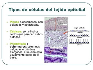 Tipos de células del tejido epitelial
⚫ Planas o escamosas: son
delgadas y aplastadas.
⚫ Cúbicas: son cilindros
cortos que parecen cubos
o dados
⚫ Prismáticas o
columnares: columnas
delgadas o cilindros
alargados. El núcleo está
usualmente cerca de la
base.
 