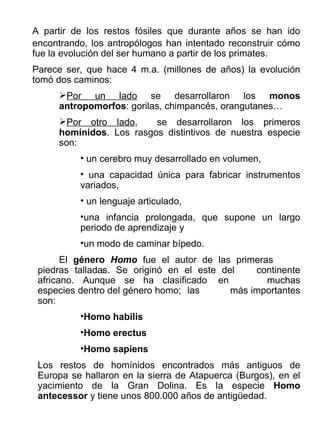 A partir de los restos fósiles que durante años se han ido encontrando, los antropólogos han intentado reconstruir cómo fue la evolución del ser humano a partir de los primates. Parece ser, que hace 4 m.a. (millones de años) la evolución tomó dos caminos: Por un lado  se desarrollaron los  monos antropomorfos : gorilas, chimpancés, orangutanes… Por otro lado ,  se desarrollaron los primeros  homínidos . Los rasgos distintivos de nuestra especie son: un cerebro muy desarrollado en volumen, una capacidad única para fabricar instrumentos variados, un lenguaje articulado, una infancia prolongada, que supone un largo periodo de aprendizaje y un modo de caminar bípedo. El  género  Homo  fue el autor de las primeras  piedras talladas. Se originó en el este del  continente africano. Aunque se ha clasificado  en  muchas especies dentro del género homo;  las  más importantes son:  Homo habilis Homo erectus Homo sapiens Los restos de homínidos encontrados más antiguos de Europa se hallaron en la sierra de Atapuerca (Burgos), en el yacimiento de la Gran Dolina. Es la especie  Homo antecessor  y tiene unos 800.000 años de antigüedad. 