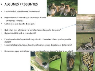 Tema 13 Rep Dels Animals | PPT