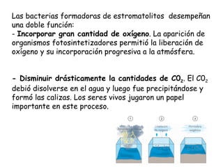 Las bacterias formadoras de estromatolitos desempeñan
una doble función:
- Incorporar gran cantidad de oxígeno. La aparición de
organismos fotosintetizadores permitió la liberación de
oxígeno y su incorporación progresiva a la atmósfera.


- Disminuir drásticamente la cantidades de C02. El C02
debió disolverse en el agua y luego fue precipitándose y
formó las calizas. Los seres vivos jugaron un papel
importante en este proceso.
 