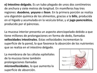 e) Intestino delgado. Es un tubo plegado de unos dos centímetros
de anchura y siete metros de longitud. En mamíferos hay tres
regiones: duodeno, yeyuno e íleon. En la primera porción se realiza
una digestión química de los alimentos, gracias a la bilis, producida
en el hígado y acumulada en la vesícula biliar, y al jugo pancreático,
producido por el páncreas.
La mucosa interior presenta un aspecto aterciopelado debido a que
tiene millones de prolongaciones en forma de dedo, llamadas
vellosidades intestinales. Estas vellosidades incrementan la
superficie de la pared, lo que favorece la absorción de los nutrientes
que se realiza en el intestino delgado.
La membrana de las células epiteliales
de la mucosa tiene también
prolongaciones llamadas
microvellosidades, lo que aumenta la
superficie de absorción.
 