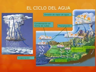 Evaporación
Condensación en
forma de nubes
Escorrentía
Transpiración
Infiltración
Emisión de vapor de agua
Precipitación
EL CICLO DEL AGUA
 