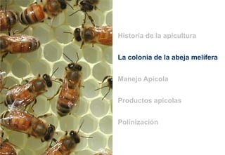 La colonia de la abeja melífera
Historia de la apicultura
Manejo Apícola
Polinización
Productos apícolas
 