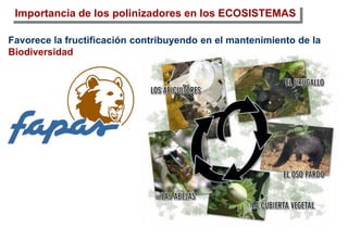 Importancia de los polinizadores en los ECOSISTEMAS
Favorece la fructificación contribuyendo en el mantenimiento de la
Biodiversidad
 