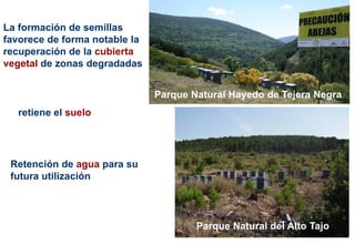 La formación de semillas
favorece de forma notable la
recuperación de la cubierta
vegetal de zonas degradadas
Retención de agua para su
futura utilización
retiene el suelo
Parque Natural Hayedo de Tejera Negra
Parque Natural del Alto Tajo
 