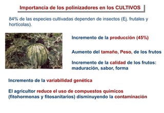 Importancia de los polinizadores en los CULTIVOS
Incremento de la variabilidad genética
Incremento de la calidad de los frutos:
maduración, sabor, forma
Incremento de la producción (45%)
El agricultor reduce el uso de compuestos químicos
(fitohormonas y fitosanitarios) disminuyendo la contaminación
Aumento del tamaño, Peso, de los frutos
84% de las especies cultivadas dependen de insectos (Ej. frutales y
hortícolas).
 
