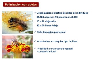 Polinización con abejas
 Adaptación a cualquier tipo de flora
 Fidelidad a una especie vegetal:
constancia floral
 Ciclo biológico plurianual
 Organización colectiva de miles de individuos
60.000 obreras: 2/3 pecorean: 40.000
15 a 20 viajes/día
30 a 50 flores /viaje
 
