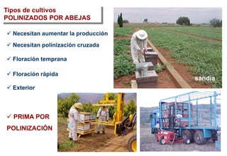 Tipos de cultivos
POLINIZADOS POR ABEJAS
 Exterior
 Necesitan polinización cruzada
 Floración temprana
 Floración rápida
 Necesitan aumentar la producción
sandía
 PRIMA POR
POLINIZACIÓN
 