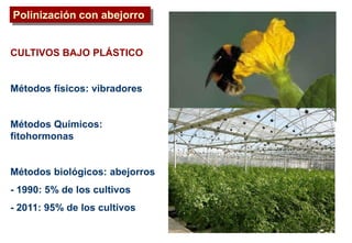 Polinización con abejorro
CULTIVOS BAJO PLÁSTICO
Métodos físicos: vibradores
Métodos Químicos:
fitohormonas
Métodos biológicos: abejorros
- 1990: 5% de los cultivos
- 2011: 95% de los cultivos
 