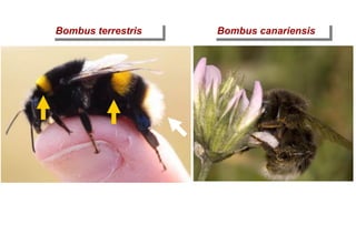 Bombus terrestris Bombus canariensis
 