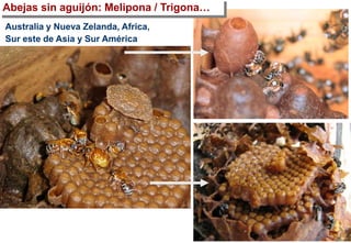 Abejas sin aguijón: Melipona / Trigona…
Australia y Nueva Zelanda, Africa,
Sur este de Asia y Sur América
 