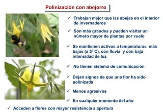 Polinización con abejorro
 Trabajan mejor que las abejas en el interior
de invernaderos
 Son más grandes y pueden visitar un
número mayor de plantas por vuelo
 Se mantienen activos a temperaturas más
bajas (a 5º C), con lluvia y con baja
intensidad de luz
 No tienen sistema de comunicación
 Dejan signos de que una flor ha sido
polinizada
 Menos agresivos
 En cualquier momento del año
 Acceden a flores con mayor resistencia a apertura
 