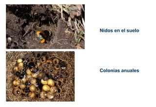 Nidos en el suelo
Colonias anuales
 