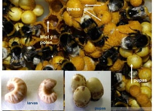 larvas
pupas
Miel y
polen
pupas
larvas
 